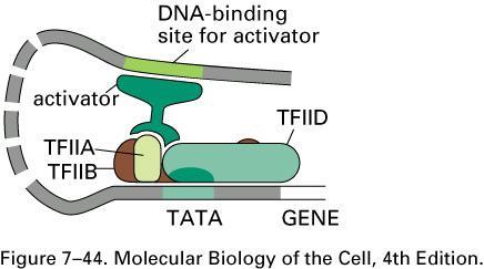 Aktivator yang terikat pada DNA binding site mengaktifkan kompleks
