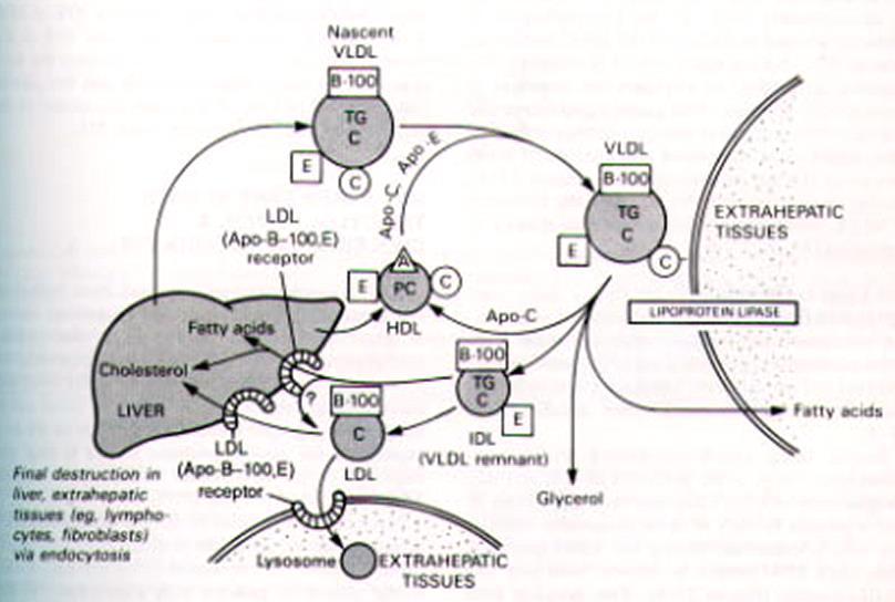 3. LDL Sebagian besar LDL dibentuk dari VLDL Merupakan bentuk dalam tahap akhir metabolisme VLDL Fungsi LDL adalah untuk transport kolesterol ke