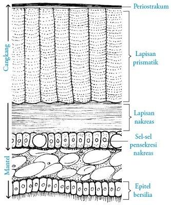 Gambar 3.1.4 (b) Bagian Struktur Tubuh Anadara sp. Lembaran insang dalam rongga mantel menyaring makanan dari air yang masuk kedalam rongga mantel melalui sifon (corong).
