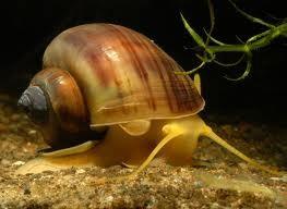 pernapasan dengan udara luar. Gastropoda mempunyai alat reproduksi jantan dan betina yang bergabung atau disebut juga ovotestes.