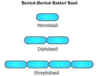 b. Bakteri Basil Gambar 1.3 Bentuk-Bentuk Bakteri Basil a) Monobasil yaitu berupa sel bakteri basil tunggal.