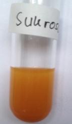 Uji Benedict adalah uji karbohidrat yang digunakan untuk memeriksa ada tidaknya gula pereduksi dalam suatu sampel.