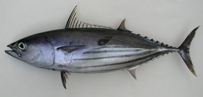 Cakalang adalah ikan pelagis yang merupakan perenang cepat (good swimmer) dan mempunyai sifat rakus (varancious). Ikan ini melakukan migrasi jarak jauh dan hidup bergerombol dalam ukuran besar.