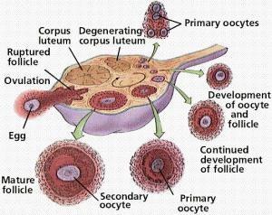 Gambar : proses ovulasi Kelenjar hipofisis mengirim pesan ke ovarium untuk melepaskan telur.telur dalam folikel menghasilkan estrogen.