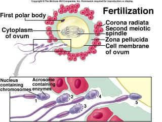 Gambar : proses fertilisasi fase 1 : penembusan korona radiata Dari 200-300 juta spermatozoa yang dicurahkan ke dalam saluran kelamin wanita, hanya 300-500 yang mencapai tempat pembuahan.