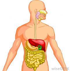 Obat Untuk Infeksi Gastrointestinal. Gastrointestinal berasal dari kata gaster yang artinya lambung dan intestinal yang artinya usus.