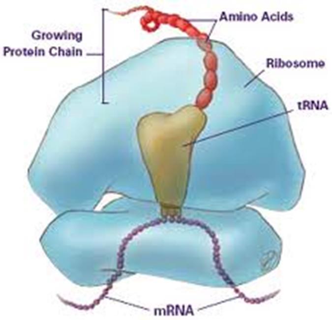 RIBOSOME Merupakan organel sitoplasma yang berukuran kecil dengan bentuk membulat padat.