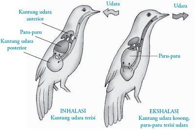 Pundi-pundi hawa pada burung berjumlah sembilan yaitu : 1. 2 kantong di leher (servikal) 2. 1 kantong di antara tulang selangka (korakoid/interclavicular) 3.