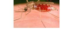 15.00-17.00 WIB. Kebiasaan menghisap darah ini dilakukan berpindah-pindah dari individu satu ke individu lain (Gandahusada, 1998). 2.1.1.2 Nyamuk Anopheles Sering orang mengenalnya sebagai salah satu jenis nyamuk yang menyebabkan penyakit malaria.