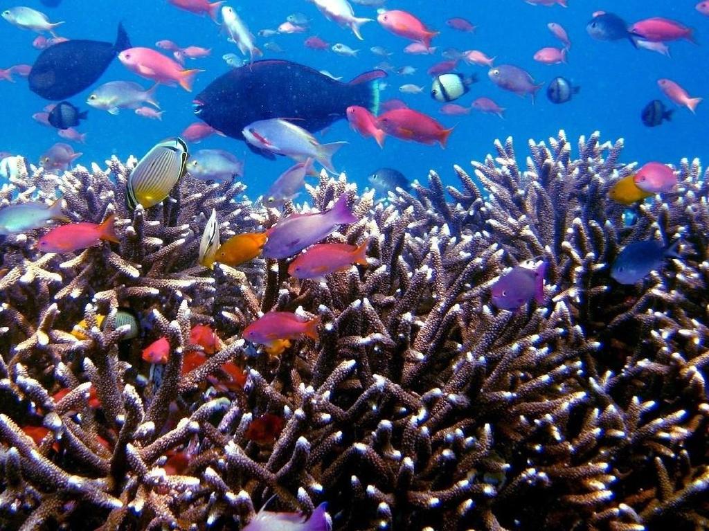 4. TERUMBU KARANG Terumbu karang adalah sekumpulan hewan karang yang bersimbiosis dengan sejenis tumbuhan alga.