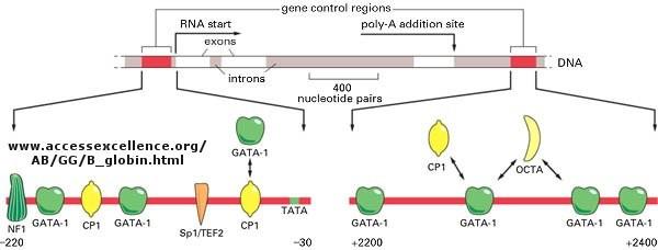 CONTROL OF GENE TRANSCRIPTION IN