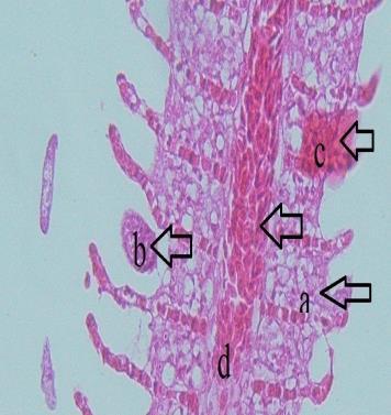 4 Jurnal Bionature, Volume 18, Nomor 1, April 2017 ISSN 1411 4720 Gambar 2. Struktur histologi insang ikan mas koki infeksi hari ke-1. perbesaran 40x10, pewarnaan HE.
