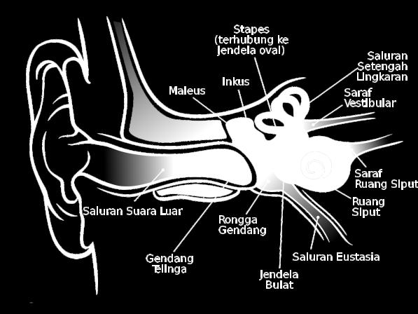 Beberapa contoh termasuk kotoran telinga yang berlebihan menghalangi saluran telinga, kelainan bentuk telinga atau bagian telinga di luar kanal, infeksi serta cairan di telinga tengah.
