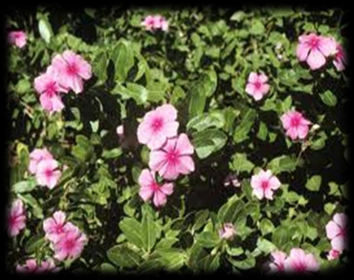 Tapak dara (Catharantus roseus) banyak dipelihara sebagai tanaman hias, tanaman ini sering dibedakan menurut jenis bunganya, yaitu bunga warna putih dan merah.