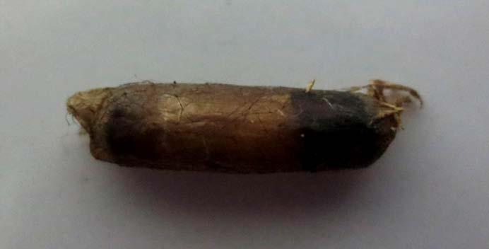 Kokon berbentuk bola agak lonjong, berukuran diameter 3-5 mm, berwarna coklat bening dengan gelang kuning ditengahnya (Gambar 2). Seekor parasitoid Xanthocampoplex sp.
