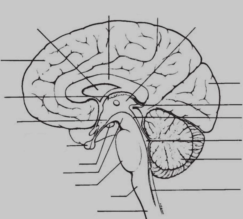 Sistem Neurobehaviour midbrain, pons, medula oblongata, dan serebelum.