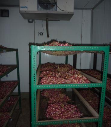 TEKNOLOGI PRODUKSI TSS SEBAGAI ALTERNATIF PENYEDIAAN BENIH BAWANG MERAH Budidaya bawang merah umumnya menggunakan umbi sebagai bahan tanam (benih).
