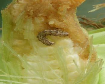 Larva warna coklat Menjelang pupa larva keluar dari ujung tonggol atau lubang yang telah