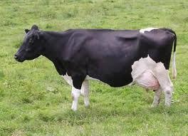 TINJAUAN PUSTAKA Sapi Friesian Holstein Bangsa sapi Friesian Holstein (FH) berasal dari negara Belanda tepatnya di Provinsi North Holland dan West Friesland, kedua daerah tersebut memiliki padang