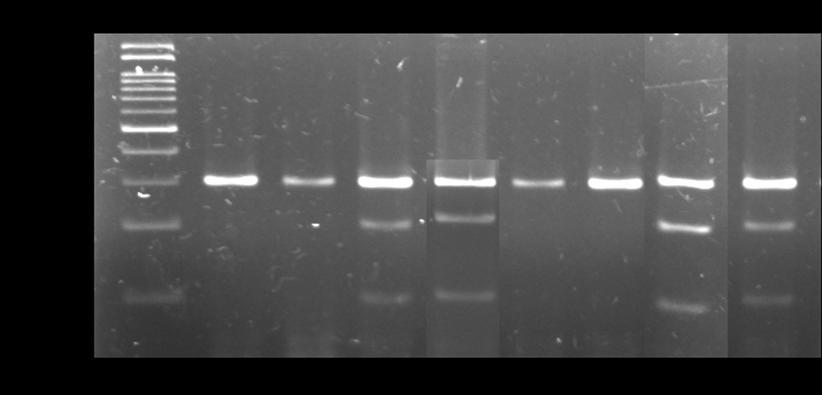 Jumlah Sapi Gambar 5. Pola Pita Gen LTF EcoRI Sapi FH pada Gel Agarose 2% dengan Enzim Restriksi EcoRI.
