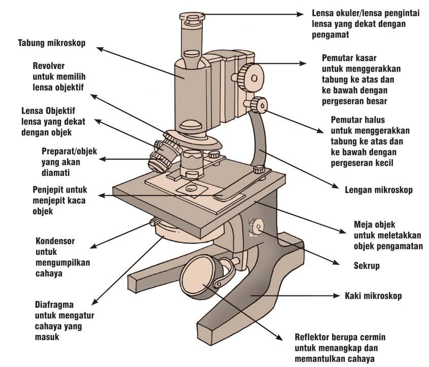 Perhatikan gambar mikroskop berikut ini dan amati masing-masing bagiannya.