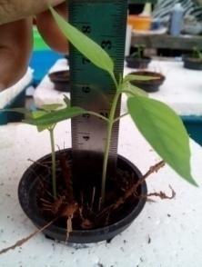 1 Rerata pertambahan setiap parameter tanaman cabai merah pada minggu 1 sampai minggu 4 Parameter Pertumbuhan Perlakuan Tinggi Tanaman (cm) Luas Daun (cm 2 ) Panjang Akar (cm) M 1N 1 4,48 0,93**