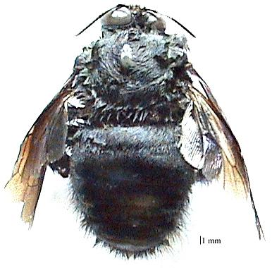 A B C D E F Gambar 26 Enam spesies lebah penyerbuk pertanaman caisin yang diamati perilaku kunjungannya: A.