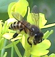 Tabel 9 Jumlah kunjungan enam spesies lebah penyerbuk pada pertanaman caisin.