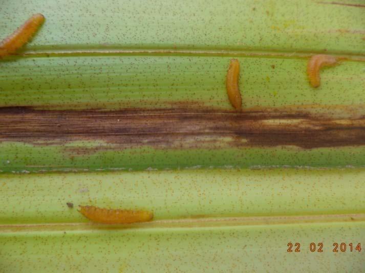 b. Larva Larva berbentuk pipih panjangnya 8-10 mm, berwarna kuning.sisi badan berbulu pendek dan ekornya berkait seperti huruf U. Memiliki 4 sampai 6 instar. Larva dewasa panjangnya 10-12 mm.