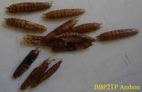 Gambar 3. Pupa B. longissima Gestro. Sumber: B2P2TP (2012). d. Imago Imago dan larva sangat takut akan cahaya, karena itu hama ini aktif pada malam hari. B. longissima terdapat sepanjang tahun dengan perkembangbiakan yang paling baik pada musim kemarau (Muniappan, 2002).