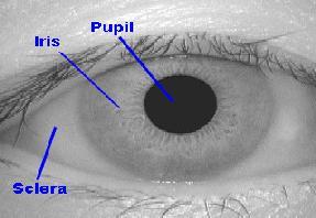 1 Iris Mata Iris atau selaput pelangi pada mata dapat dijadikan sebagai basis sistem biometrik.