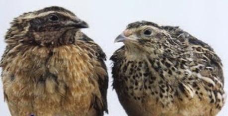7 yang pada awalnya diternakkan sebagai burung ocehan (song birds) atau burung aduan (Listiyowati dan Roopitasari, 2005). Puyuh Jepang (Coturnix coturnix japonica) - C dengan kelembapan 85 %.