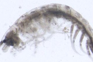 Hasil Tangkapan meroplankton pada malam hari di perairan Teluk Cempi didominasi oleh telur ikan dan larva