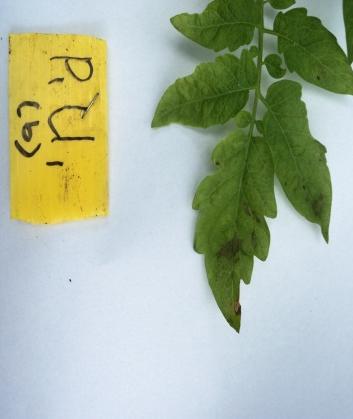 Purnamasari et al., Ketahanan Empat Tomat (Lycopersicum esculentum Mill.)... kondisi lingkungan mendukung perkembangan penyakit (Akin, 2006). Gambar 1.