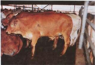B. Kwalitas Lapisan Kulit dan Kulit Lapisan kulit dan kulit harus meliliki nilai tertinggi pada setiap produk dari hewan ternak, selain dari bagian dagingnya, khususnya untuk kulit sapi dan burung