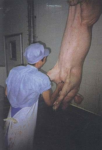 Gambar 79 : Tusukan pada Pemotongan Babi.