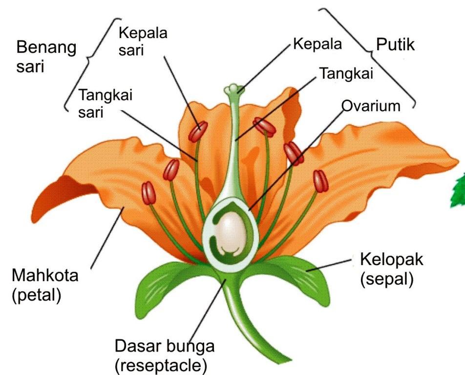 4. Bunga Bunga merupakan modifikasi dari organ pokok tumbuhan. Bunga mempunyai bentuk dan warna yang beranekaragam. Bunga berfungsi sebagai alat perkembangbiakan generatif pada tumbuhan berbiji.