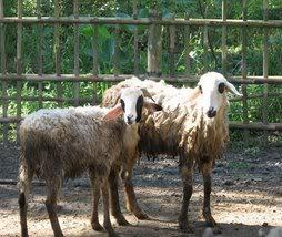 Ciriciri domba ekor tipis : Termasuk golongan domba berperawakan kecil, dengan berat badan domba jantan 3040 kg dan domba betina 1520 kg.