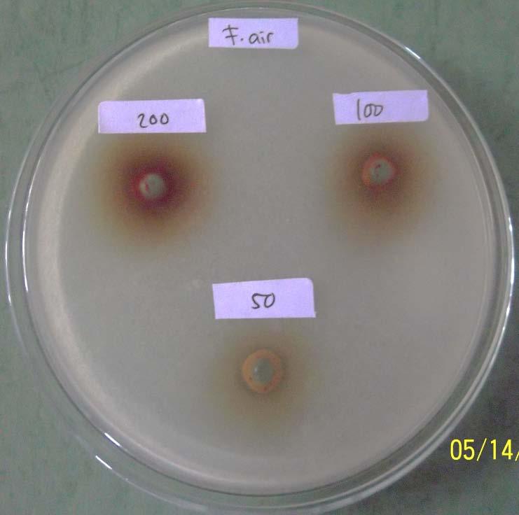 antibakteri fraksi air bunga