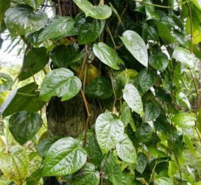 Gambar 8.5. Akar nafas pohon bakau e. Akar Pelekat Contoh akar pelekat adalah akar pohon sirih.