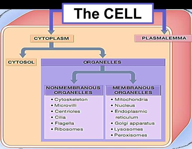UMUM Sel unit struktural dan fungsional dr kehidupan cell theory: all living