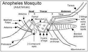B. Kepadatan Populasi Nyamuk Anopheles 1. Nyamuk Anopheles Gambar 2.1 Nyamuk Anopheles. (33) Gambar 2.