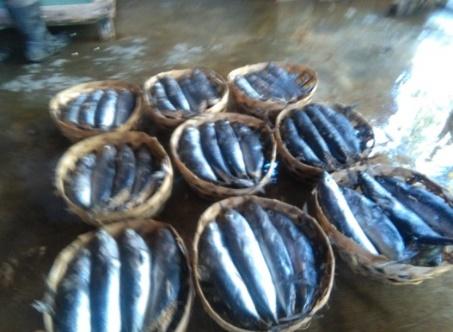 L. Paramitha, I.P. Suparthana, N.M. Yudantini Gambar 3. Ikan pindang hasil produksi masyarakat desa Bondalem yang dipasarkan di luar desa. 4.