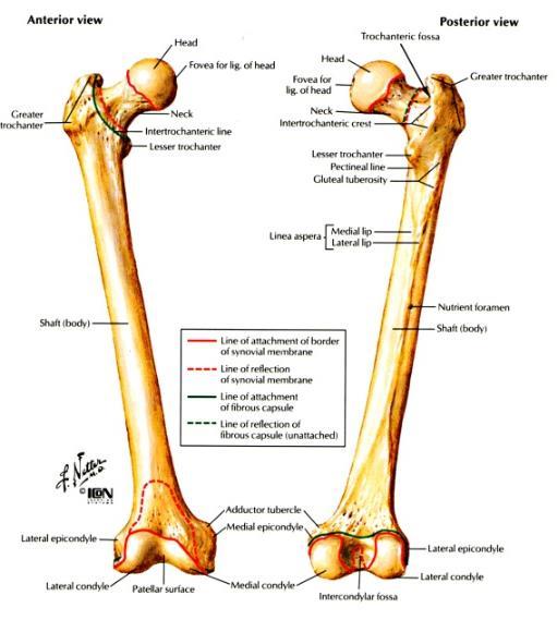35 Gambar 16. Os. Femur Dikutip dari Netter 26 2. Tibia (Tulang Kering) Tibia merupakan penyusun rangka tungkai bawah di sebelah medial dan merupakan tulang terbesar pada tungkai bawah.