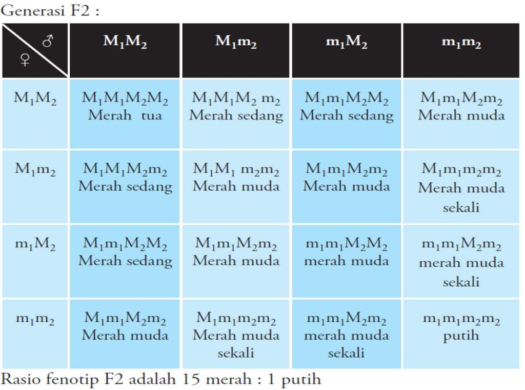 Dari hasil keturunan pada diagram di atas, banyaknya jumlah faktor M memengaruhi warna bijinya. Semakin banyak faktor M yang ada, warnanya semakin tua atau semakin gelap.