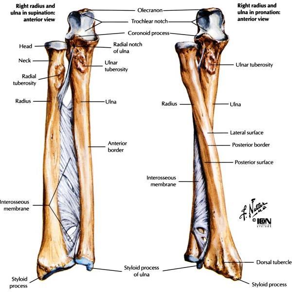 13 ujung proksimal, corpus dan ujung distal. Ujung proksimal pada tulang radius lebih kecil dari ujung distalnya. Gambar 8. Os. radius dan os.