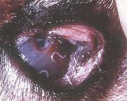 terhadap cacing secara teratur. 8. THELAZIASIS Thelaziasis merupakan Suatu Penyakit cacing mata yang disebabkan oleh Thelazia sp. dan dapat menyerang berbagai jenis ternak. Thelazia sp. yang banyak menyerang ternak sapi adalah Thelazia rhodisii, T.