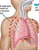 PERNAPASAN PERUT EKSPIRASI 10 Otot Diafragma relaksasi Diafragma kembali melengkung Rongga dada mengecil Paru-paru mengempis