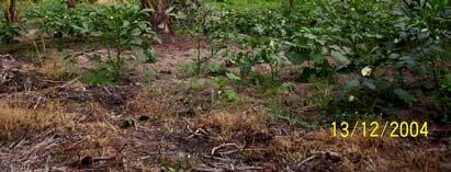 5 hektar di Daerah Kuala Selangor dan 186.08 hektar di Daerah Sabak Bernam merupakan kawasan kelapa yang terbiar dan dipenuhi semak samun.