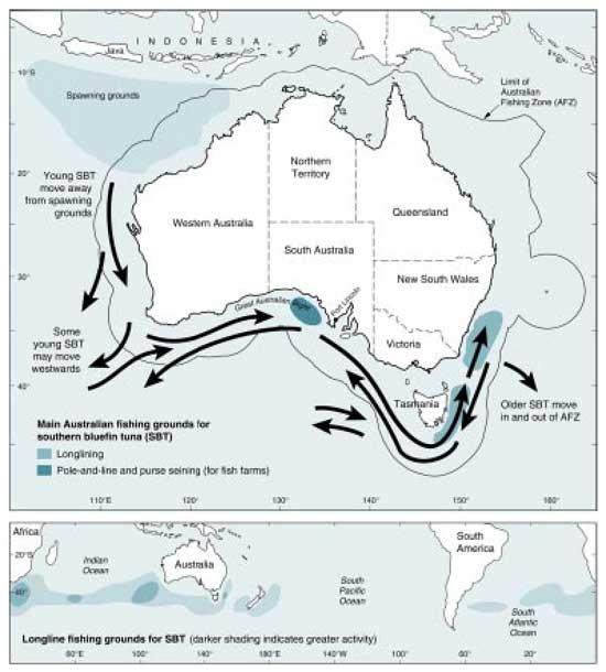 11 Gambar 1.4. Wilayah Migrasi Tuna Sirip Biru Selatan Sumber: Australian Southern Blufin Tuna Industry Association Dalam gambar 1.